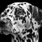 black and white view dog animal fur mammal 730892 pxhere.com