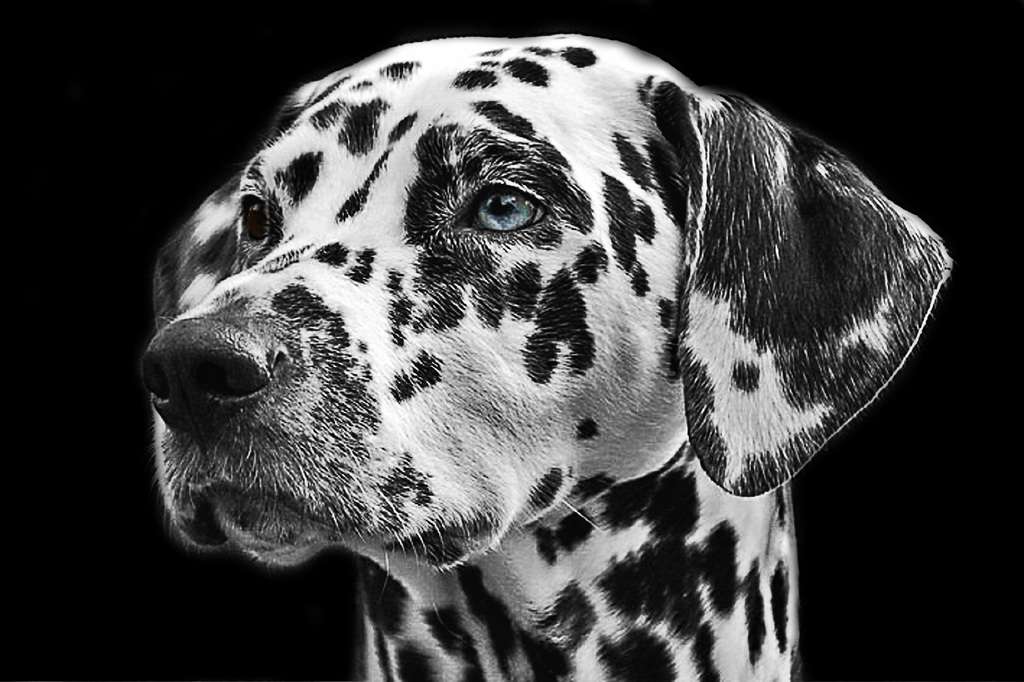 black and white view dog animal fur mammal 730892 pxhere.com
